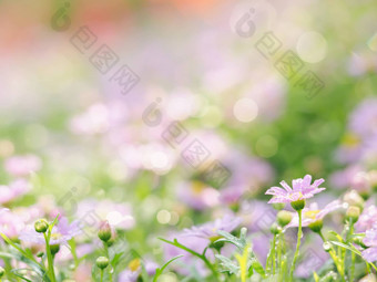 粉红色的花关闭雨滴绿色背景