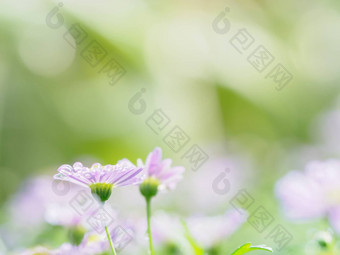 粉红色的花关闭雨滴绿色背景