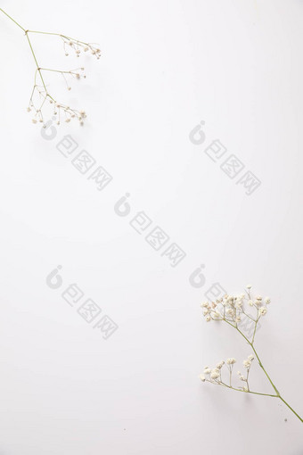 满天星白色花植物孤立的白色使用