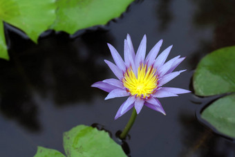 莲花花紫色的莲花花紫色的垫水自然莲花花花池塘花园农场莲花紫色的表面水