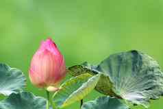 莲花巴德自然绿色背景莲花粉红色的特写镜头照片莲花巴德粉红色的花美丽的味蕾粉红色的自然
