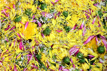 花粉花开花黄色的表面水泼水节节日植物区系花泼水节节日