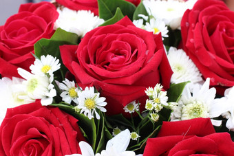 美丽的红色的玫瑰花红色的玫瑰花束红色的玫瑰情人节一天