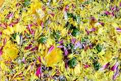 花粉花开花黄色的表面水泼水节节日植物区系花泼水节节日