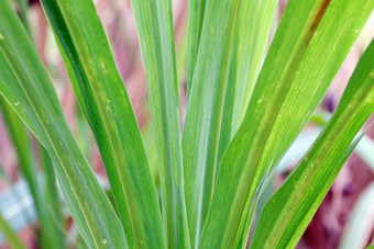 甘蔗叶子新鲜的绿色特写镜头甘蔗农业