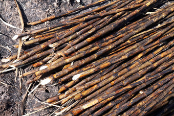 甘蔗甘蔗种植园燃烧甘蔗糖狗燃烧切割地板上场种植园