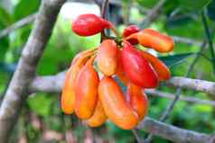 乌瓦里亚rufa布鲁姆水果水牛乳头森林水果水牛牛奶红色的水果森林草罕见的濒临灭绝的物种泰国种子乌瓦里亚rufa布鲁姆