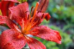 精致的花瓣莉莉滴水雨