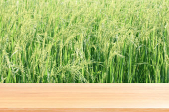 木板材模糊大米种植园背景绿色空木表格地板场大米植物帕迪农场木表格董事会空前面大米植物模拟显示产品大米