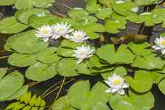 水莉莉植物浮动池塘