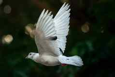 白色鸽子鸟飞行天空
