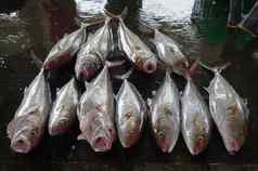更大的琥珀鱼鱼鱼市场
