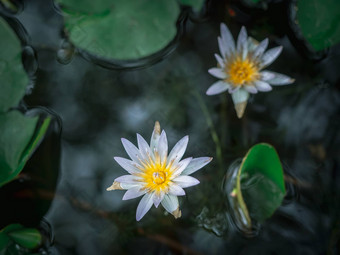 美丽的白色莲花花池塘绿色莲花叶子