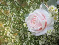 美粉红色的玫瑰点缀白色花绿色阅读
