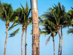 椰子棕榈树蓝色的天空背景夏天次