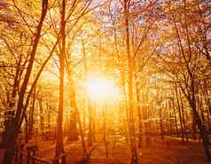 秋天森林景观日落日出