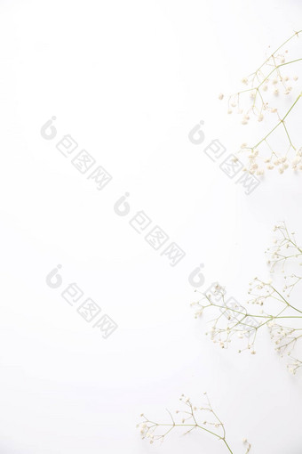 <strong>满天星</strong>白色花植物孤立的白色使用