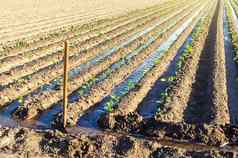 浇水种植园年轻的茄子幼苗灌溉运河欧洲农场农业有爱心的植物日益增长的食物农业农业综合企业农学农村农村