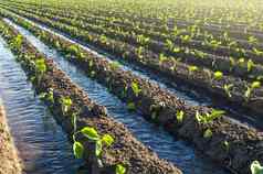 种植园年轻的茄子幼苗浇水灌溉运河欧洲农场农业有爱心的植物日益增长的食物农业农业综合企业农学农村农村