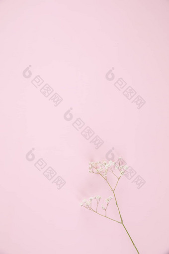 满天星白色花植物孤立的粉红色的背景