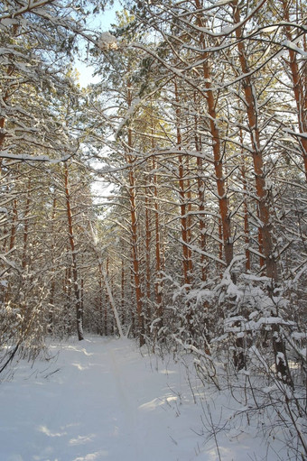 冬天景观<strong>森林</strong>