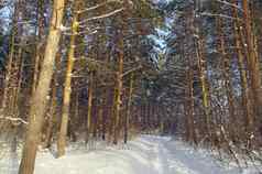 冬天景观森林松树