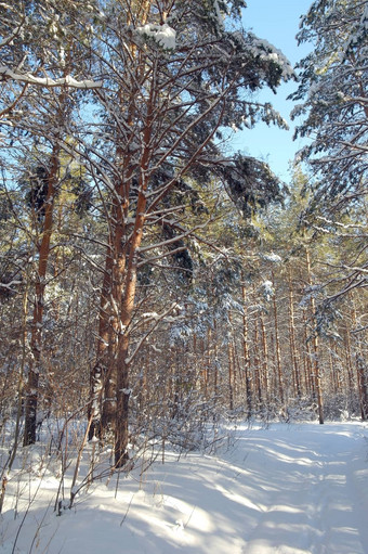 冬天景观<strong>森林</strong>松树