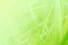 绿色植物背景复制空间新鲜的草波特写镜头
