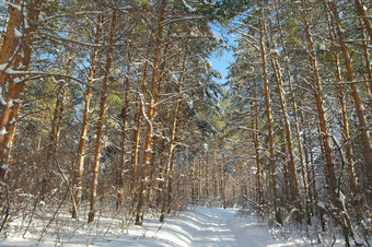 冬天景观<strong>森林</strong>松树