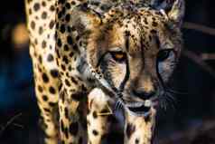 特写镜头遇到走提醒集中猎豹Safari旅行非洲