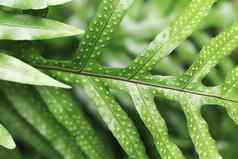 蛇蕨类植物叶子模糊背景水蕨类植物叶子