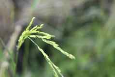 大米种子前大米植物模糊背景