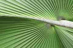绿色棕榈叶子叶柄背景绿色棕榈叶子背景