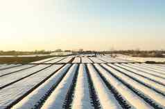 农民种植园字段覆盖纺粘agrofibre农业技术保护作物突然温度大气影响快作物增长温室效果