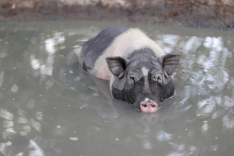 猪浸泡水很酷的池塘黑色的矮猪沉浸池塘