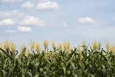 玉米植物玉米花云蓝色的天空背景