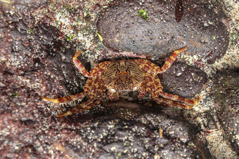 莎莉快脚蟹走岩石巴厘岛岛屿印尼grapsusgrapsus莎莉快脚蟹黑色的熔岩岩石红色的快脚螃蟹黑色的石头美丽的海生物