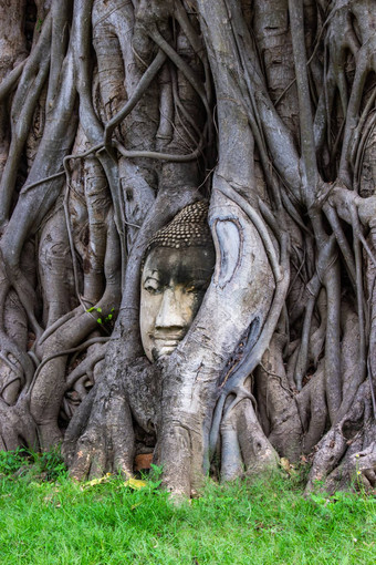 头佛雕像根菩提树什么Mahathat大城府泰国