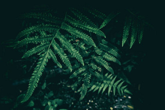 特写镜头蕨类植物叶子背景黑暗对比古董背景