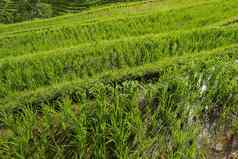 大米场绿色草景观背景大米字段梯田新鲜的年轻的大米penebel村塔巴南jatiluwih大米阳台巴厘岛印尼