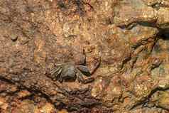美丽的色彩斑斓的莎莉鱼红色的蟹自然野生动物拍摄三克里斯托瓦尔加拉帕戈斯群岛螃蟹休息岩石黑暗背景野生动物自然关闭Copyspace