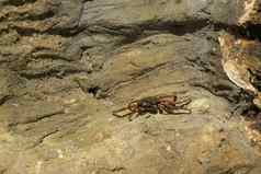 美丽的色彩斑斓的莎莉鱼红色的蟹自然野生动物拍摄三克里斯托瓦尔加拉帕戈斯群岛螃蟹休息岩石黑暗背景野生动物自然关闭Copyspace