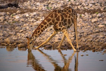长颈鹿饮料<strong>水日</strong>出埃托沙国家公园纳米比亚