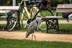 灰色鹭鸟冯德尔公园城市公园阿姆斯特丹荷兰