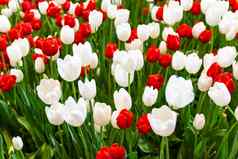红色的白色郁金香花美丽的花花园植物