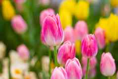粉红色的郁金香花美丽的花花园植物郁金香属