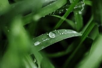 雨滴绿色叶片草