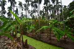 槟榔坚果种植园香蕉种植园