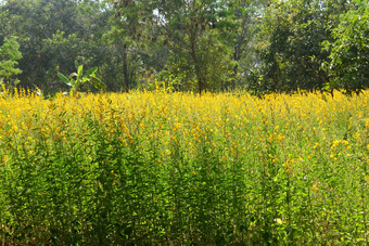 摘要软模糊软焦点Crotalaria