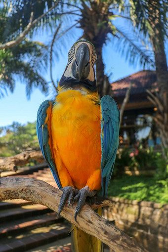 美丽的色彩斑斓的破阿拉鲁纳坐着干分支巴厘岛鸟公园动物园蓝黄相间金刚鹦鹉蓝色和金色金刚鹦鹉绿色花嘴著名的鹦鹉世界